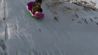 Animals 11