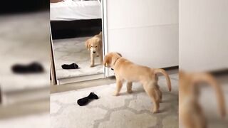 Watch this funny dog video that will make you laugh!