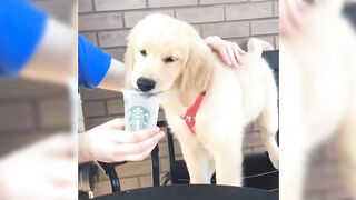 Watch this funny dog video that will make you laugh! 2