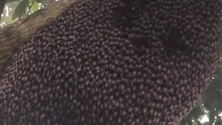 Here's how to protect a beehive from wasps ????  The bees flap their wings at the same time, creating waves to drive off the trespassers! Looks scary!
