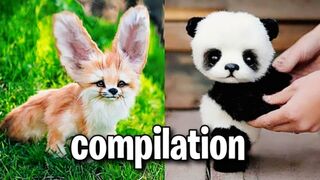 Compilation animale funny???????????? #tiktok #compilation