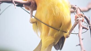 The bird is working on the nest What are you working on my dear friend? I'm waiting for your answer in the comments