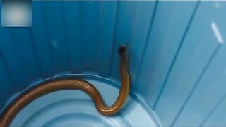 #Most #Rare #And #Unique #Snake In The #World  #Hindi / #Urdu