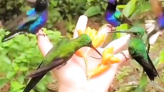 Hummingbird 2