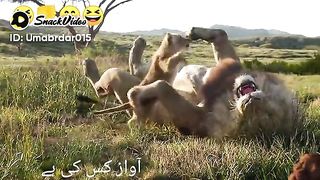 Animals storyline