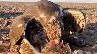 Eagle Hunt another Bird