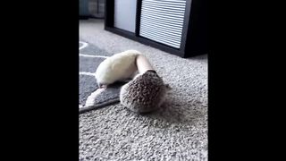 Cute baby animals Videos Compilation cute moment of the animals #6 Cutest Animals 2023