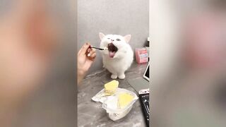 Best Funny Dogs And Cats Videos ???? - Funniest Animals Videos 2023???? #21Best Funny Dogs And Cats Videos ???? - Funniest Animals Videos 2023???? #21