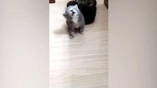 Best Funny Dogs And Cats Videos ???? - Funniest Animals Videos 2023???? #20