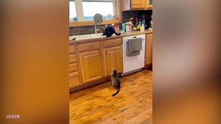Vidéos d'animaux qui rient - Funny Cats - Vidéos drôles de réaction de chat de la semaine #151
