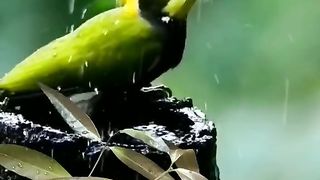 Top View Nature....Birds ????