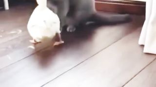 Funny Animals 8