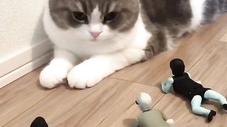 Animal TikTok Compilation #1
