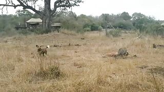 DOGS FIGHT WITH LION FOR ANIMAL.