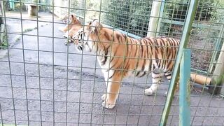 some tiger videos From there I gave you a funny tigers