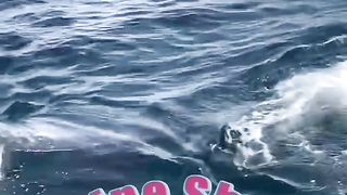 Freindly HumpBack whale shocks Everyone