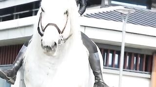Horse ???? grill #horsegrill#horseriding