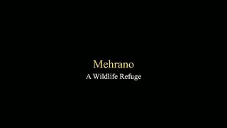 Mehrano kot diji Sindh
