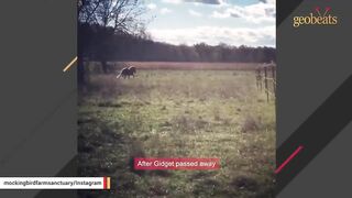 The grieving horse short story