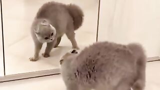 Funny Animals Shorts 200 :-) talking cats ???? Cats Dogs Pets laugh viral video