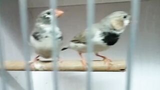 Beautiful and lovely finch pair