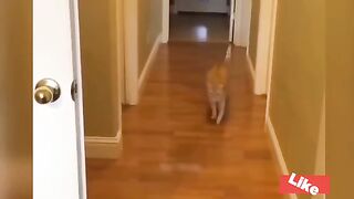 Best_Funny_Dogs_And_Cats_Videos_????_-_Funniest_Animals_Videos