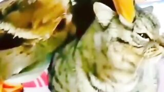 Cat Fight Duck #shorts #animals #duck #cats #viral #fighting