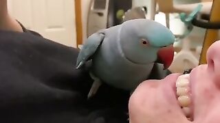 funny bird 2