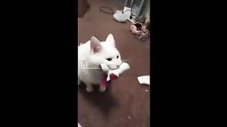 CAT MEMES COMPILATION 2