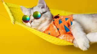 Funniest Animal Videos ???? - Funny Cats invited to the Dog Party #4 3