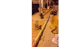 cat dancing 2