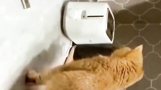Funny cat 32