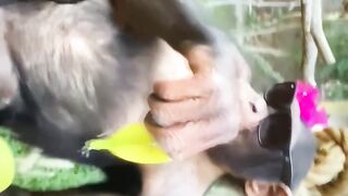 Try not to laugh 12
