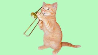 Cat musician