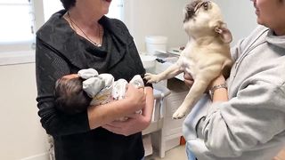 12 Months Of Friendship In 12 Minutes _ My Dog Loves Our Baby