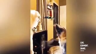 Very best funny clips animal