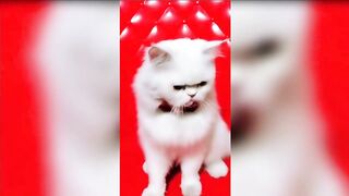 Cat Side of TikTok Compilation