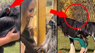 Short Animals Compilation 2023