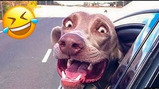 SHORT - Very Funniest Animals Videos