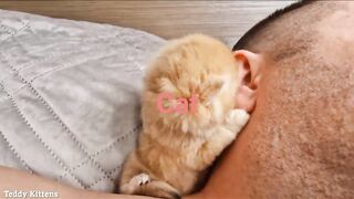 Cat cat 3