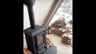 Try Not To Laugh With These Funny Pets ???? 2