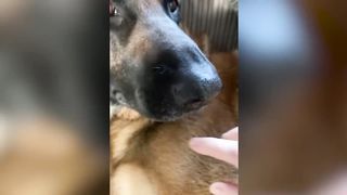 Funniest DOG videos on the Internet! ???? Ultimate Doggos Compilation! ????