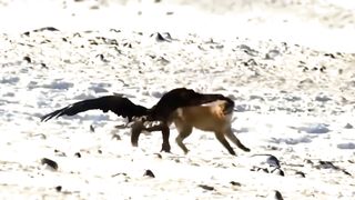 Amazing birds video 3