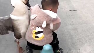 Best funnyvvideo
