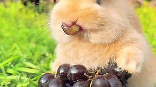 Anguur animal video