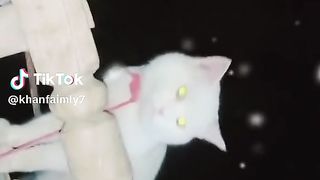 tiger my cat name#viralvideo #virall #foryou #foryoupageofficiall-twinsqueens