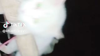 cat atitude video#100k #foryoupage #foryou -twinsqueens