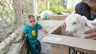 Monkey Cutis ????and Baby Goat???? Videos Compilation!