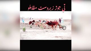Amazing beautiful race