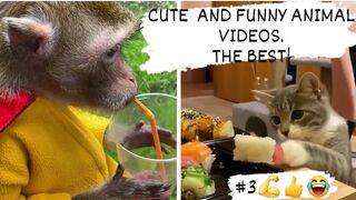 CUTE AND FUNNY ANIMAL VIDEOS. THE BEST! 5